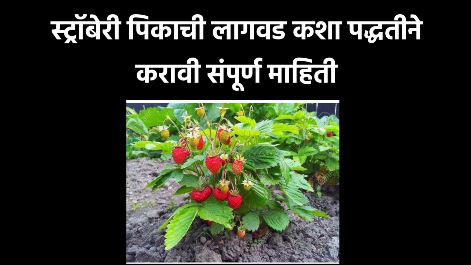 Strawberry Cultivation Information